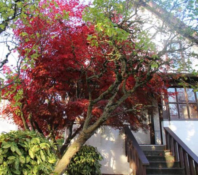 John'S House In Vancouver West Buitenkant foto